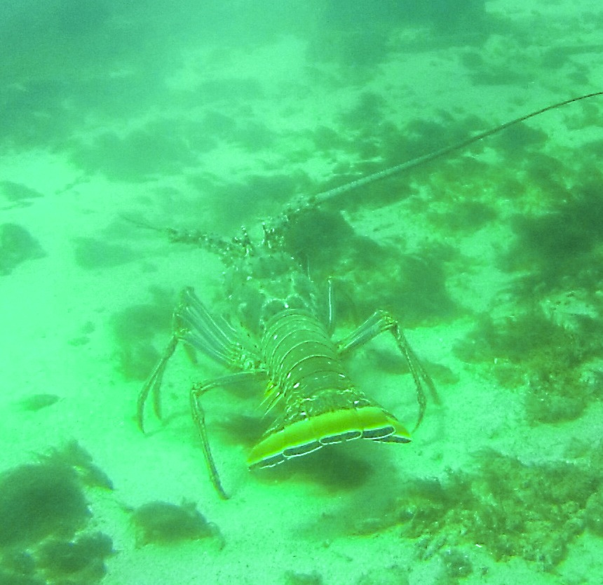 Grenada Lobster