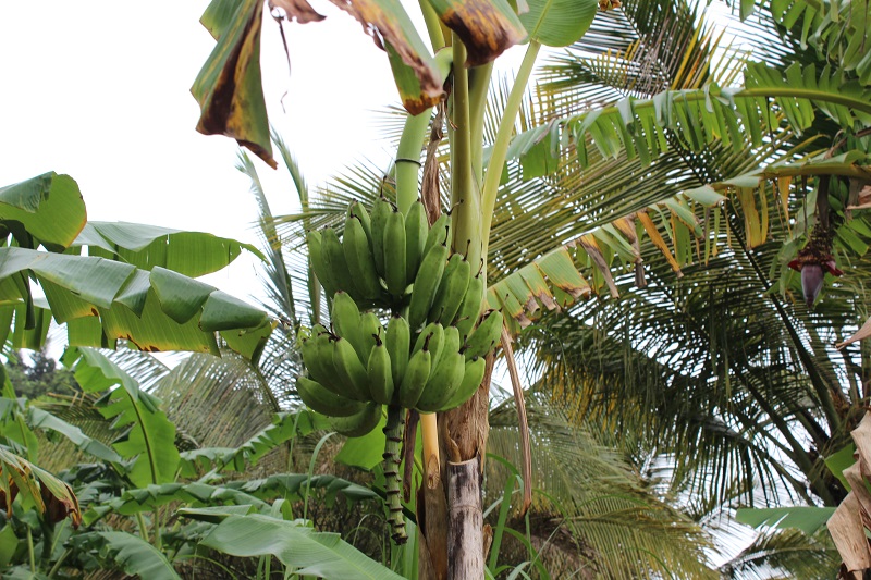 Grenada Rainforest Fruit